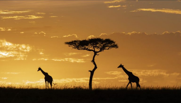 BUFFEL Valérie - Twin Ga