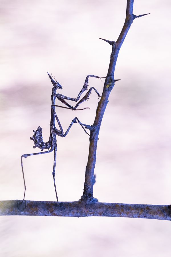 GUEGAN Suzanne - Diablotin