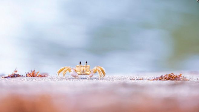 Valérie BUFFEL - Fantôme