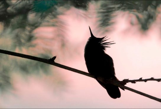 Valérie BUFFEL - Ombre chinoise