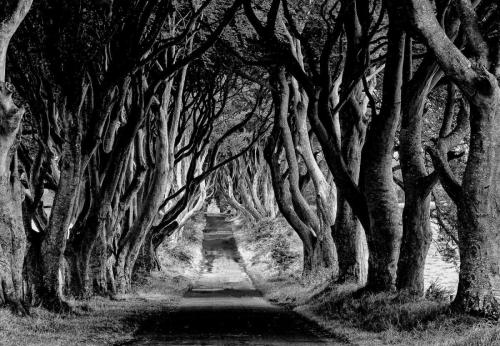 Claudine Faucon - Dark Hedges