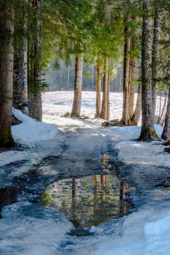 Sous-bois neigeux - Didier Savignard