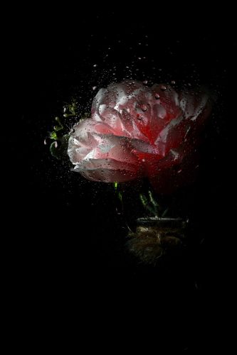 Rosée nocturne - Isabelle BAHRAMI