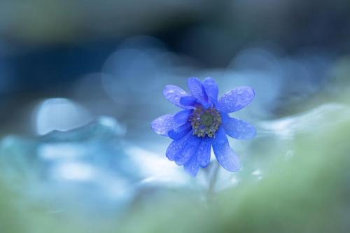 Guy Bas - Bleu