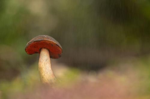 Guy Bas - Parapluie