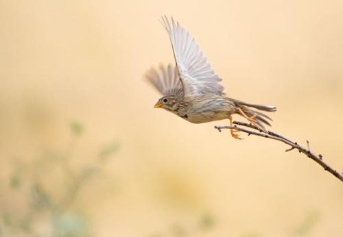 Martine Planchon - Bruand volant