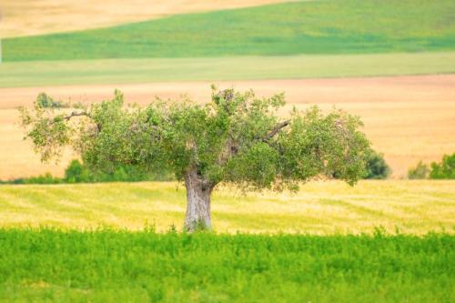 Martine Planchon - Mon arbre vert